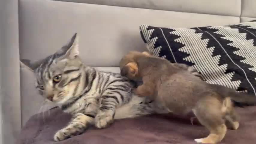 Puppy play with cat