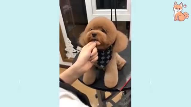 cute Puppies funn