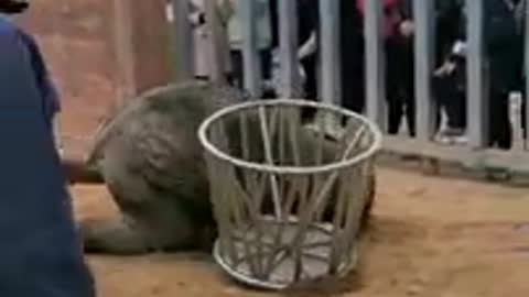 Funny animals videos