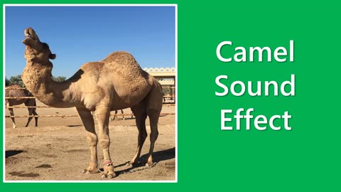 camel sound effect copyright free