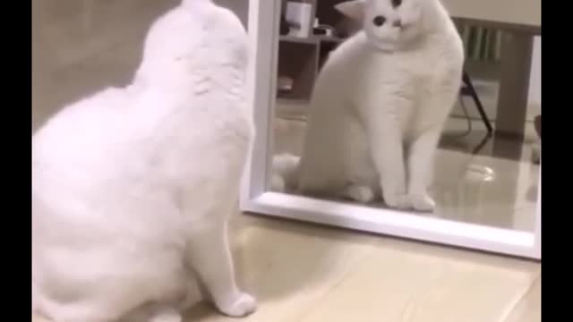 Funny Cats videos/cute 🐱cats🥰🥰