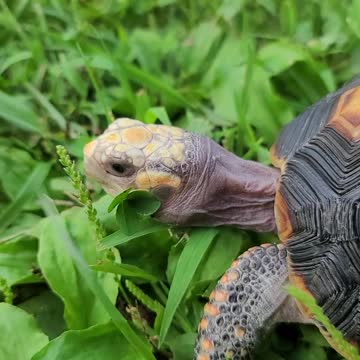 Pretty girl with a clover!