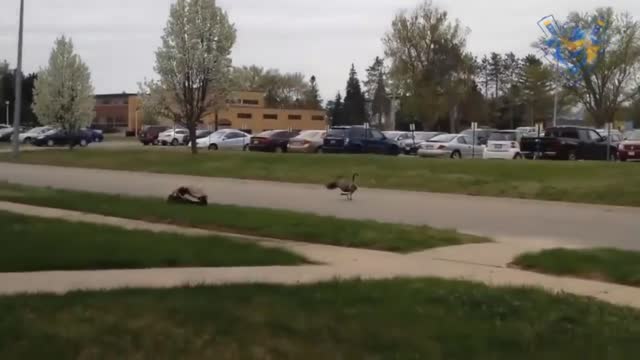 Funny animal attack. try to not laugh