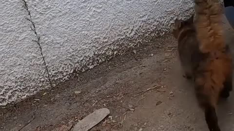 The Weather Is Extremely Cold And The Cat Is Looking For A New Home After