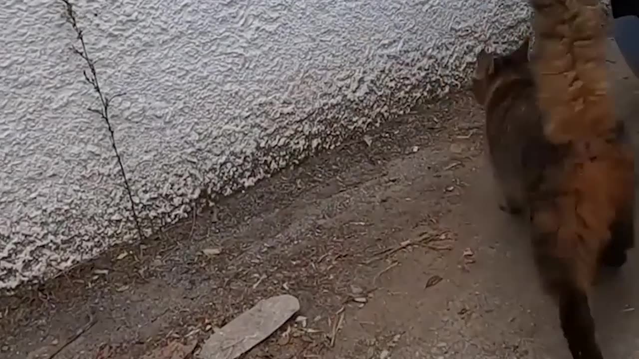 The Weather Is Extremely Cold And The Cat Is Looking For A New Home After