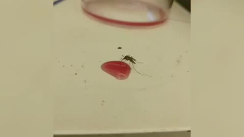 Mosquito getting Drunk Funny Video
