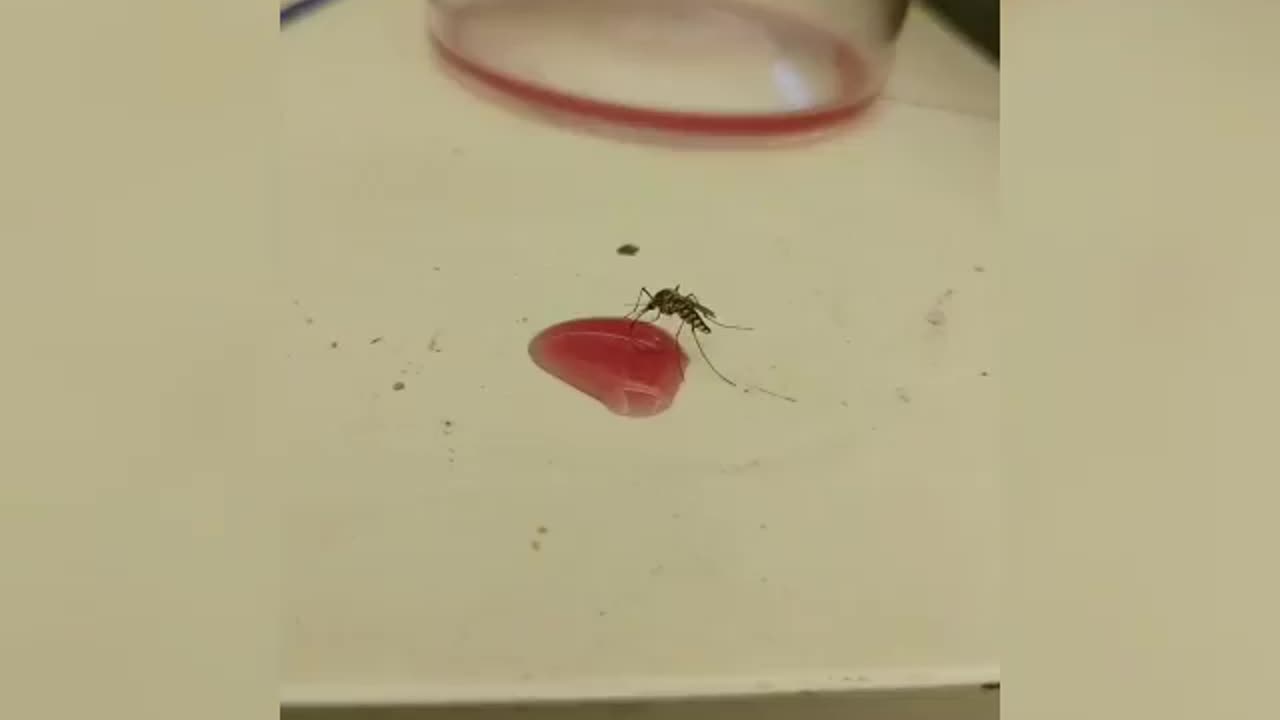 Mosquito getting Drunk Funny Video