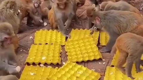 Monkeys like eggs