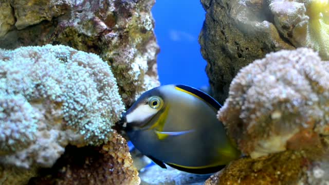 Fish playing in the sea