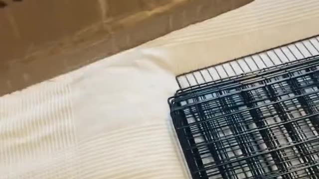 Cute and Funny Cat Videos Compilation - PART 119
