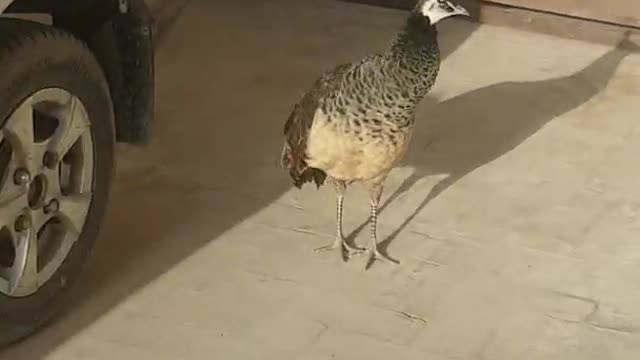 The Funny Peacock call A man | Animals | Wildearth | Peacock