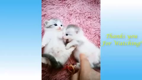 Cute pets