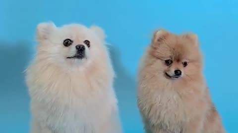 Funny dogs