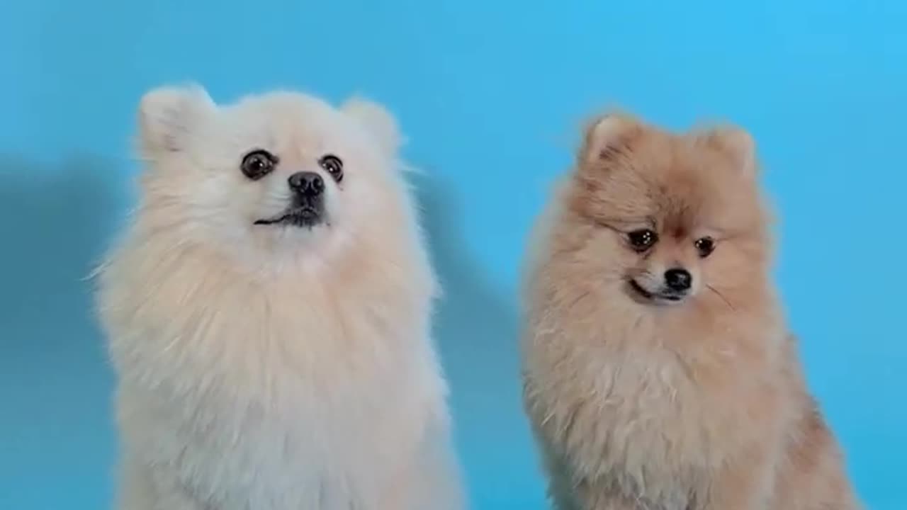 Funny dogs