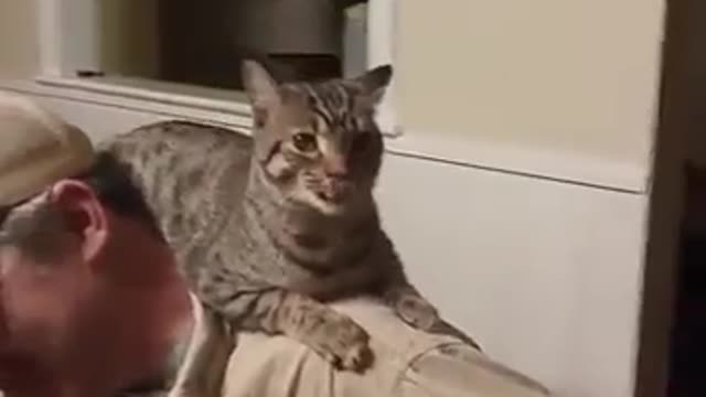 Funny kittens Sneezing like you've never seen them. Super Funny!!!