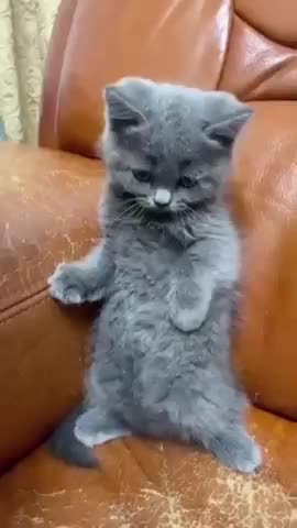 i don't want to be petted!