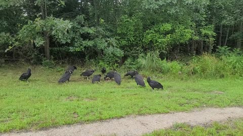 Birds buy side of road