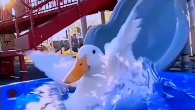 Have you ever seen a duck that can play on a slide?