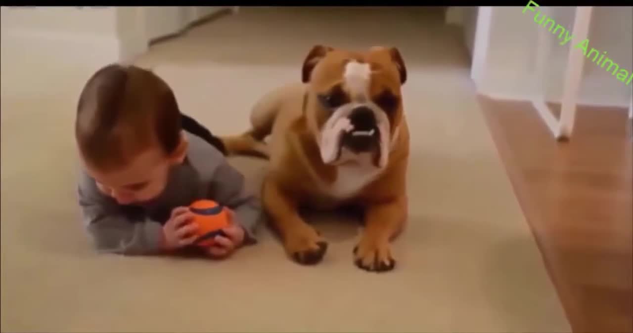 Funny and Cute Dog ,Cat's Life 👯😺 Cats and Owners are the best friends Videos