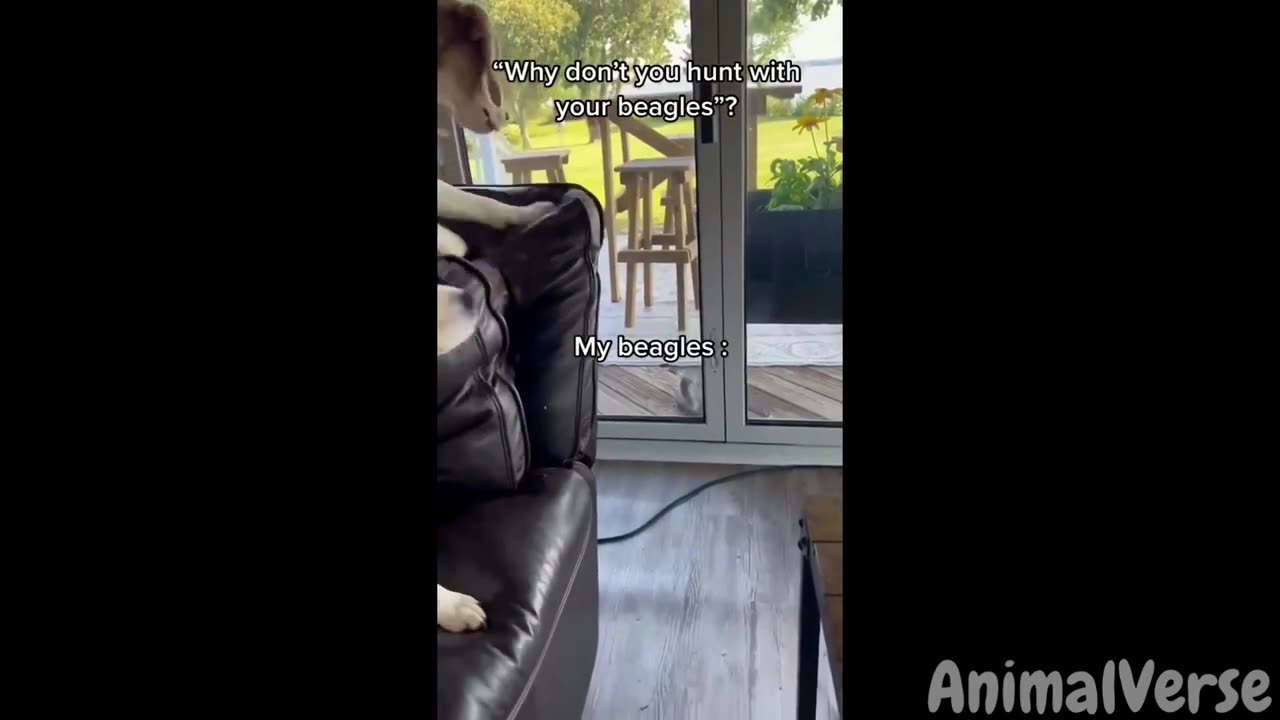 🐾HILARIOUS ANIMALS COMPILATION 2023😂🐶🐱