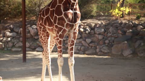 tilting shot of a giraffe at a local zoo