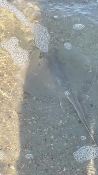 Stingray! Watch your step