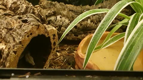 Feeding the boa