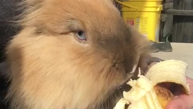 Bunnies and Bananas