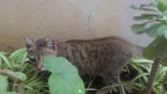 My kitten is playing in the garden and having fun