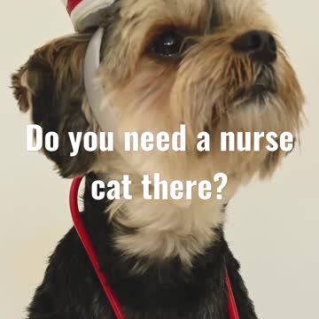 Doctor dog, is there an appointment there?