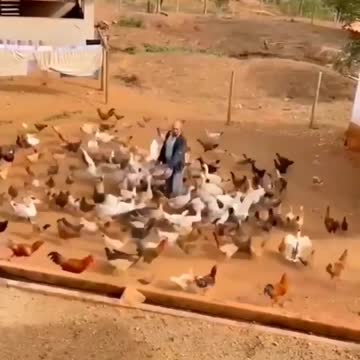 A beautiful bird surrounds its master