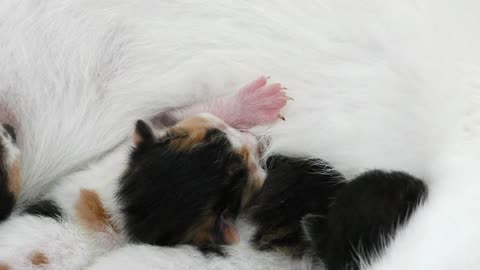 Newborn cats with their mother