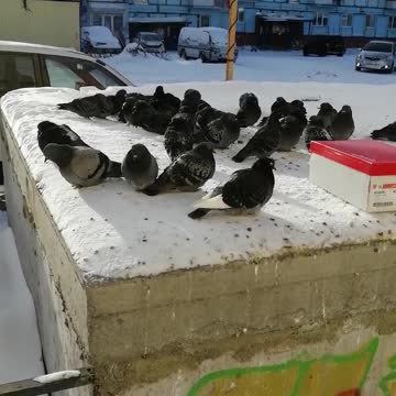 Pigeons warm in the winter.