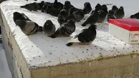 Pigeons warm in the winter.