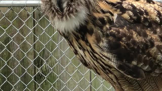 Owlbert Einstein the Giant Eagle Owl