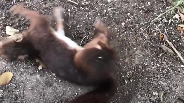 Squirrel having a seizure