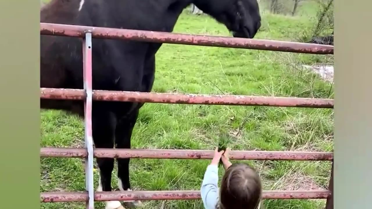 Dog and horse funny video