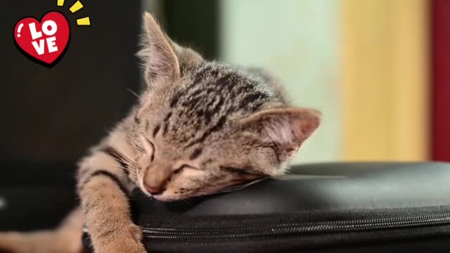 Sleeping Kitten