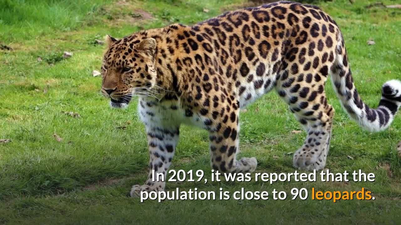 Amur Leopard || Description, Characteristics and Facts!