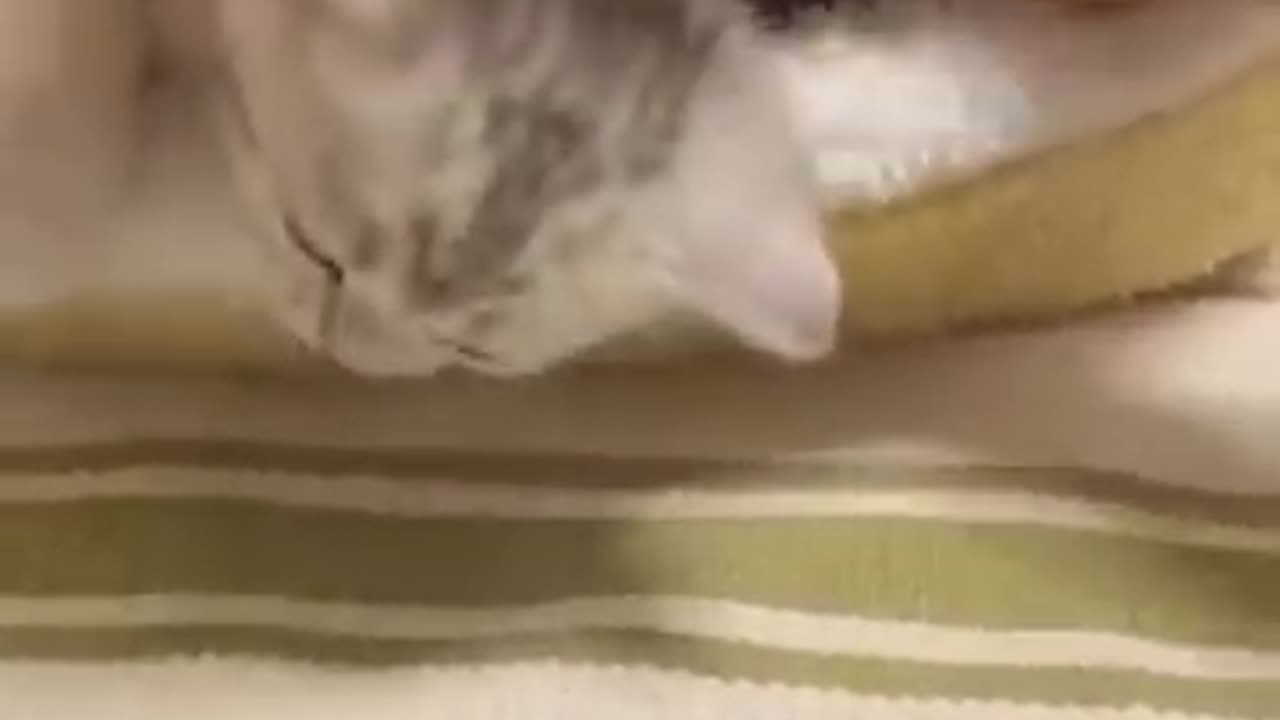 Kucing dan anjing lucu πΆπ± Video hewan lucu #30