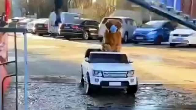 Smart Dog 🐕 funny video 2021