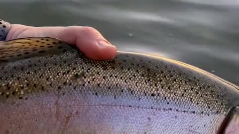 Do any other trout fight as hard as a big rainbow