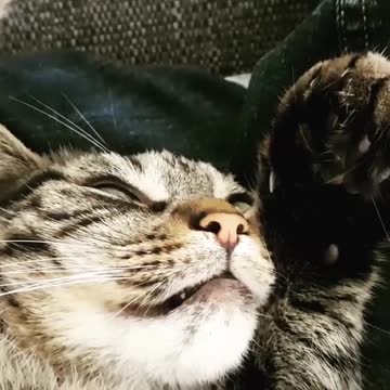 Sleepy cat wakes up