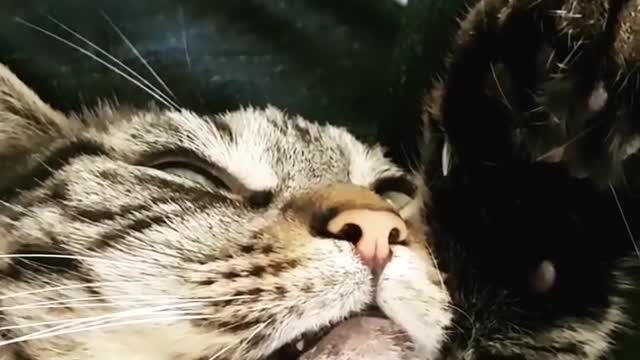 Sleepy cat wakes up