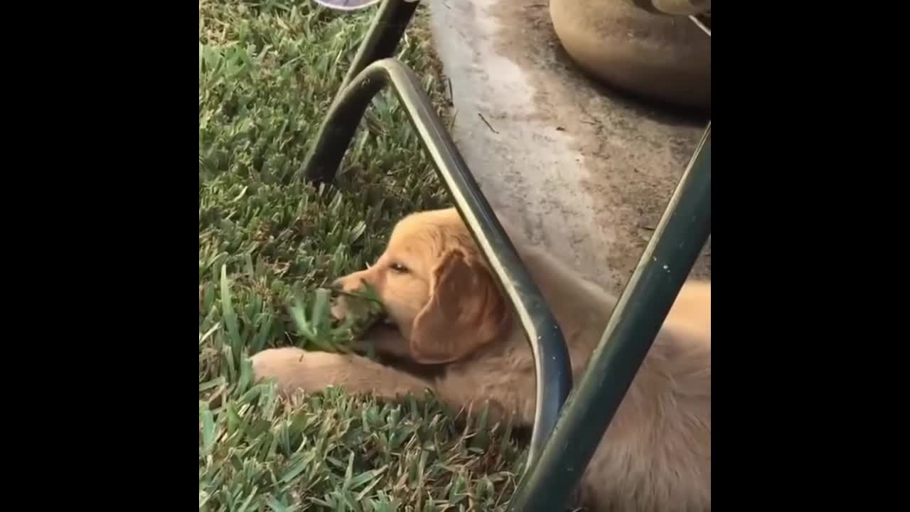 Funny and Cute puppies - compilation #2