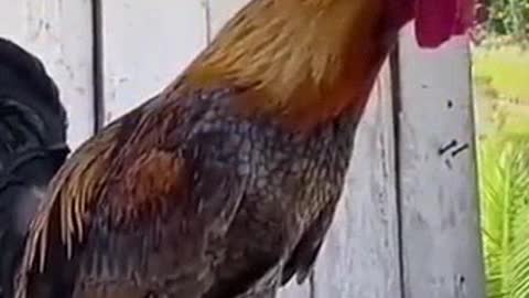 OPERA SINGING ROOSTER