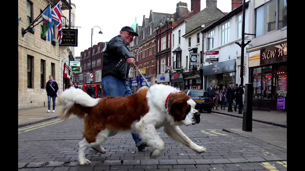 top 10 home dogs for home in india (HINDI)
