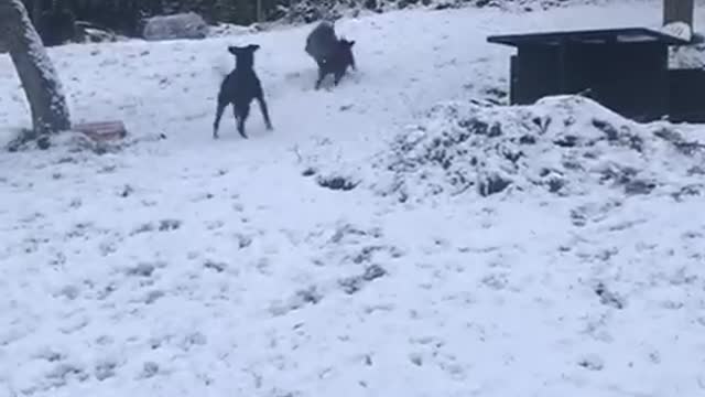 Dogs Having Fun in the Snow