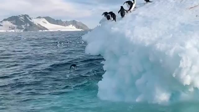 Clumsy Penguins Jumping Off Iceberg