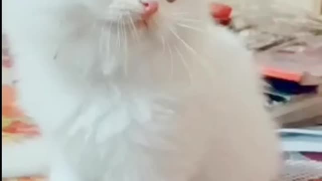 Love chat